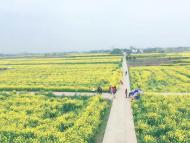 河南旅游策劃:荊門(mén)百里花如海，春風(fēng)相約緣是你